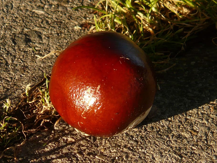 Chestnut, Buckeye, Fruit, concerns, ground, collect, autumn HD wallpaper
