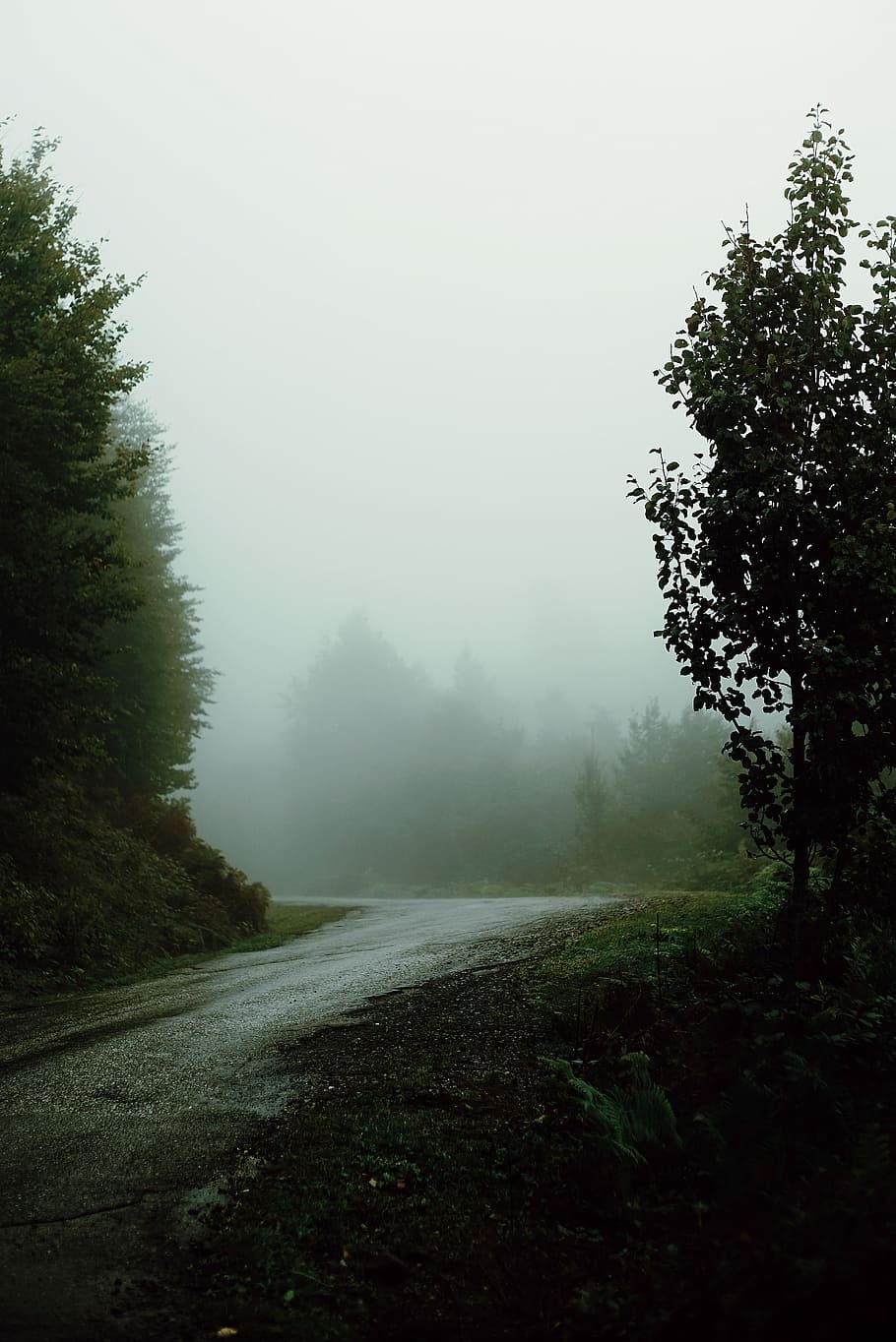 foggy street with trees on sides, photo of green leaf trees with fogs HD wallpaper
