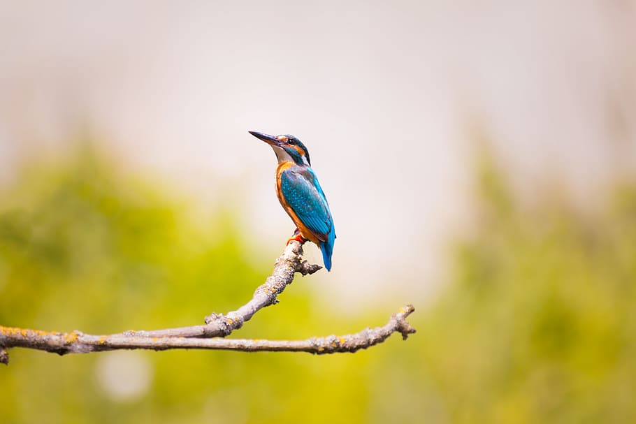 blue and yellow kingfisher perched on brown tree branch during daytime, HD wallpaper