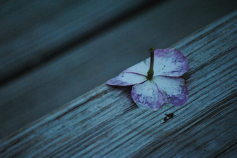 Cold, Flower, Nature, White, Floral, plant, design, color, winter HD wallpaper