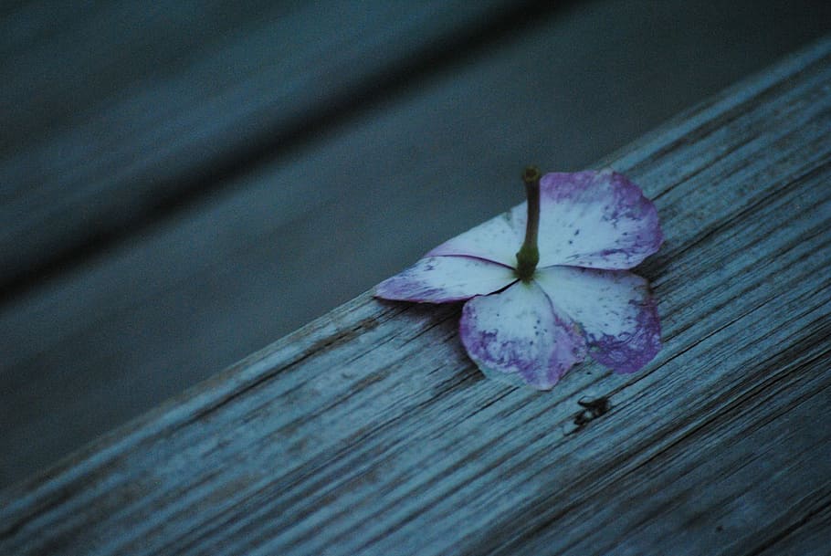 Cold, Flower, Nature, White, Floral, plant, design, color, winter HD wallpaper