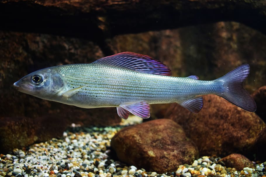 gray fish, sea, aquarium, seagull, water, under-water, ship, flounder