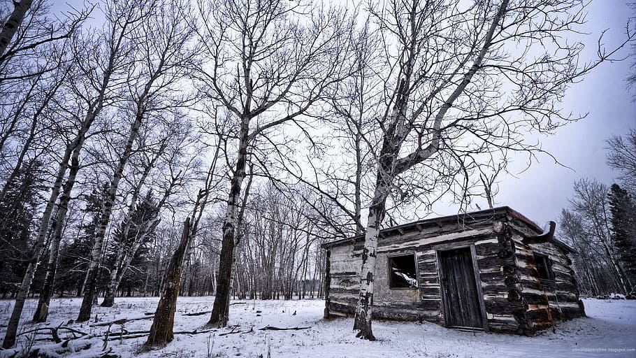 winter, hut, loneliness, tree, snow, cold temperature, bare tree HD wallpaper