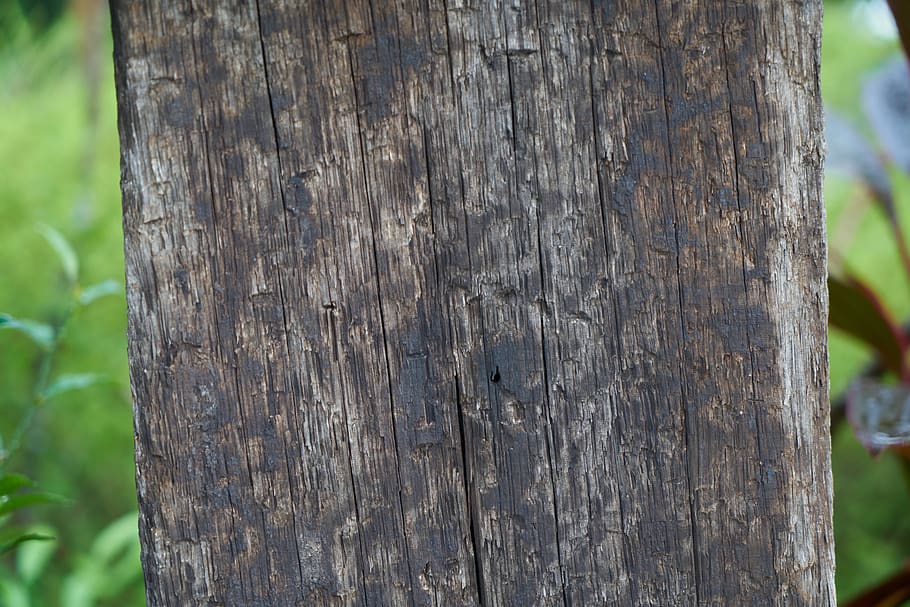 wood, timber, texture, abstract, table, trunk, tree, tree trunk HD wallpaper