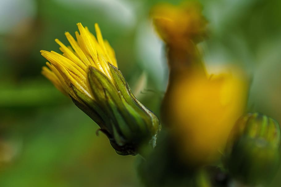 flower, blossom, bloom, macro, nature, yellow flower, plant HD wallpaper