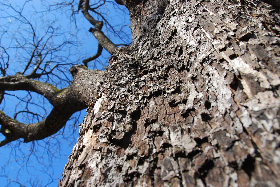 tree, tree bark, tribe, structure, nature, wood, baustamm, tree trunk HD wallpaper