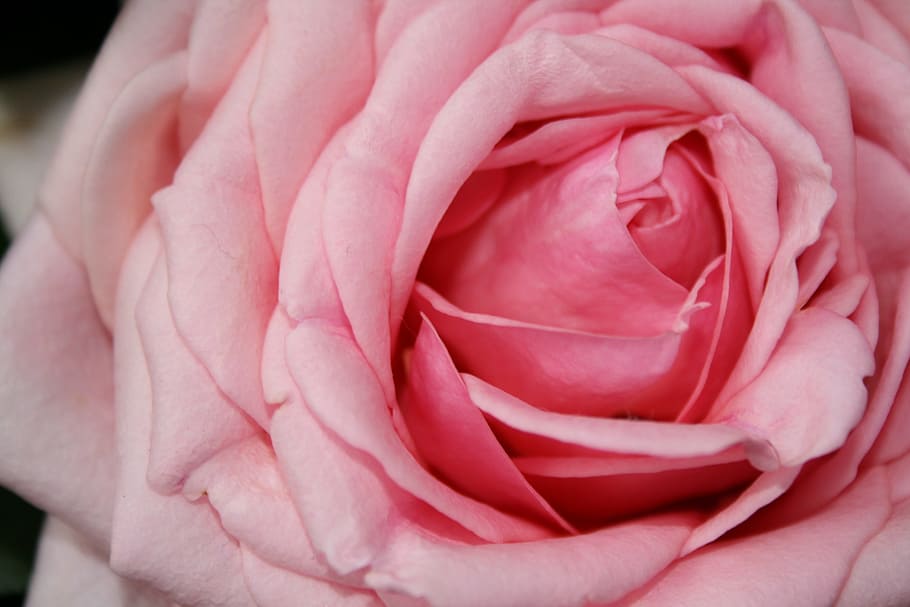 Rose, Pink, Flowers, pink color, rose - flower, petal, peony HD wallpaper