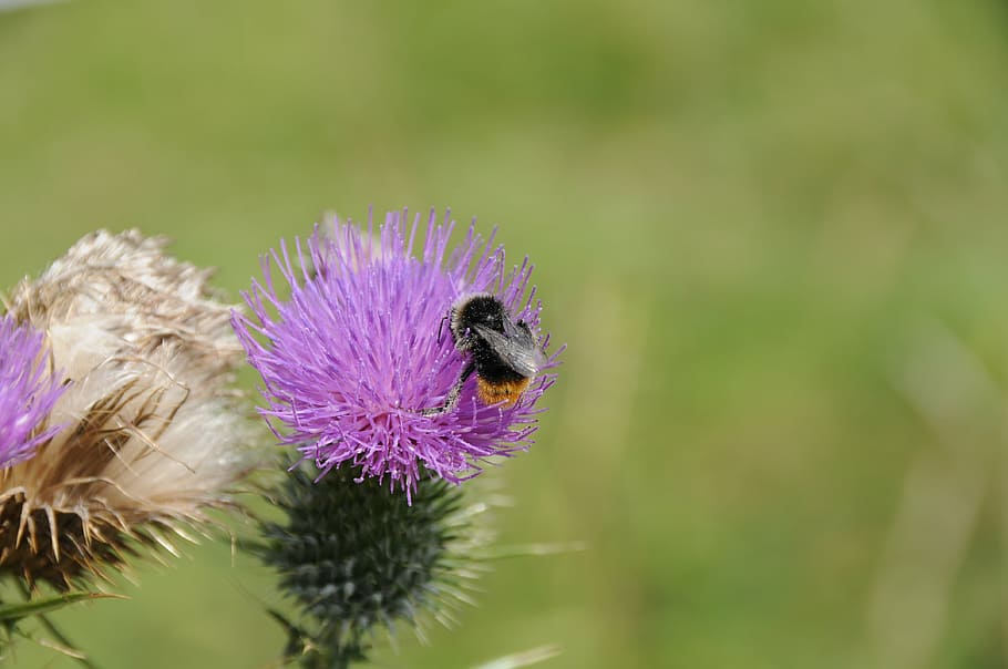 nature, hummel, insect, invertebrate, flower, animals in the wild HD wallpaper