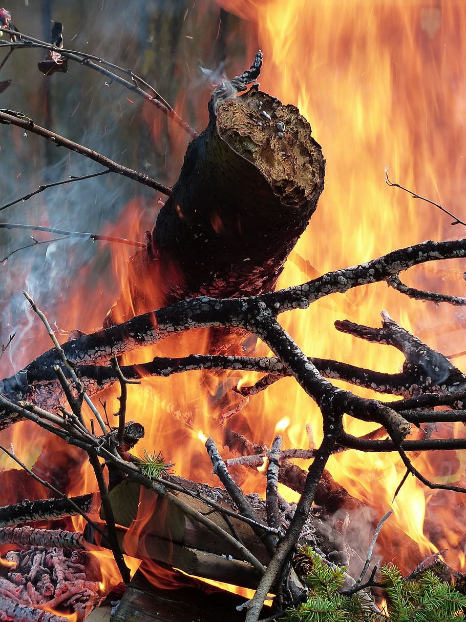 burned tree, fire, flames, wood, forest, heat, hot, danger HD wallpaper