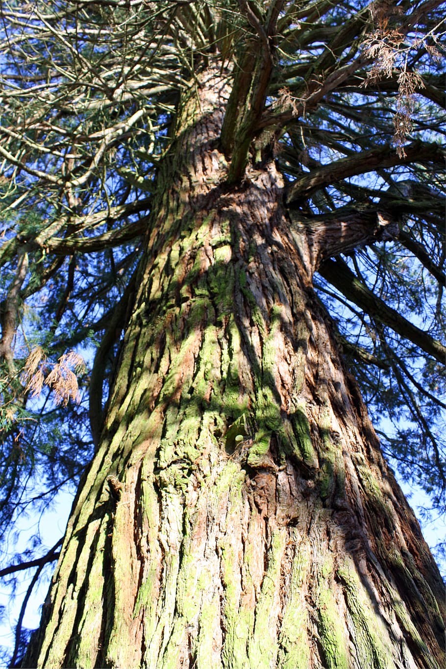 Sequoia, Tree Trunk, Tall, Bark, forest, national, park, giant HD wallpaper