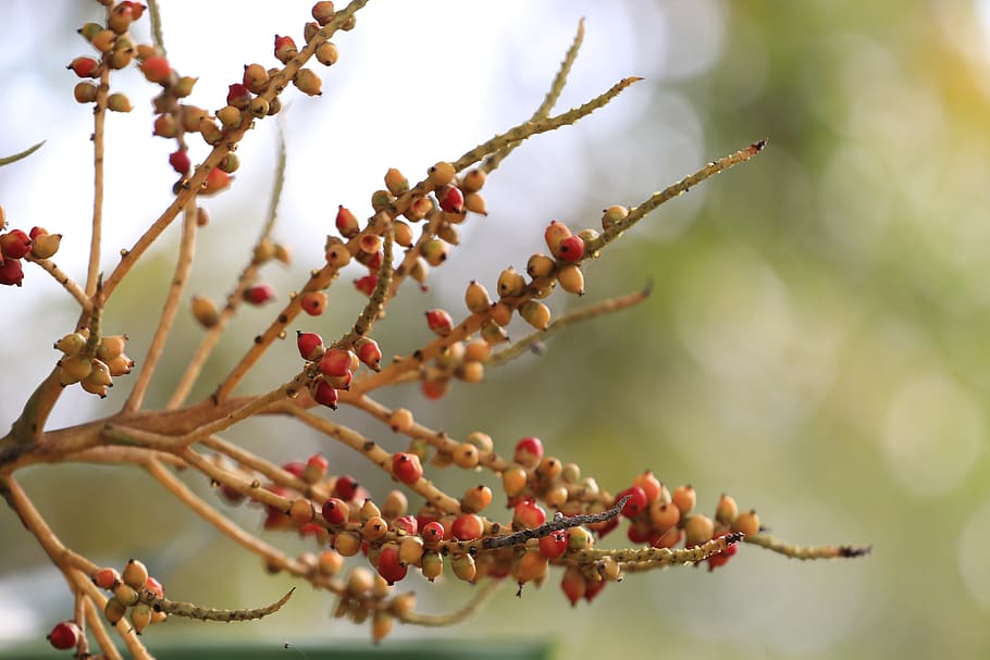 plant, tree, wood, growth, branch, close-up, beauty in nature HD wallpaper