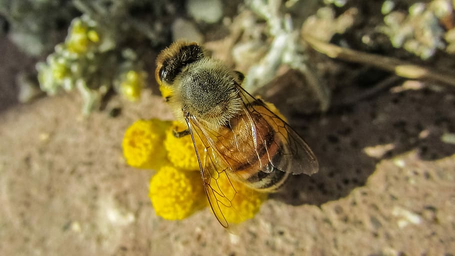 Bee, Insect, Nature, Animal, Macro, Busy, working, one animal HD wallpaper