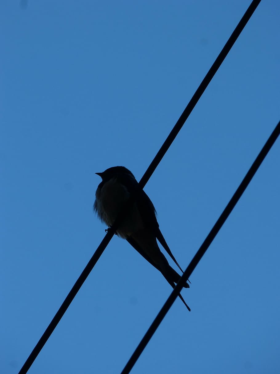 swallow, cables, silhouette, backlight, sky, blue, low angle view HD wallpaper