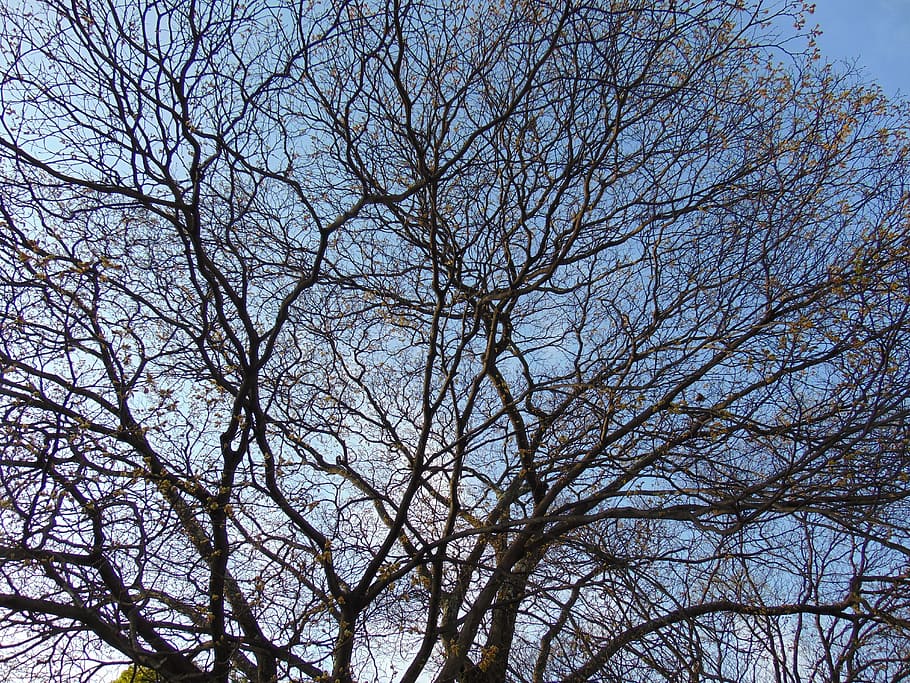 tree, twigs, blue, nature, old tree, sky, dry tree, dry twigs HD wallpaper