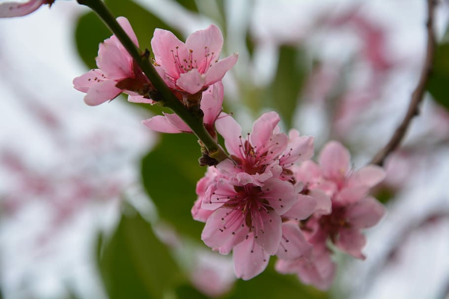 Flowers, Spring, Cherries, Nature, Plant, bloom, blossom, pink color HD wallpaper