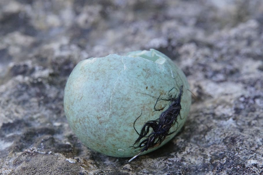 egg, amselei, blackbird, hatched, chicks, shell, eggshell, broken HD wallpaper