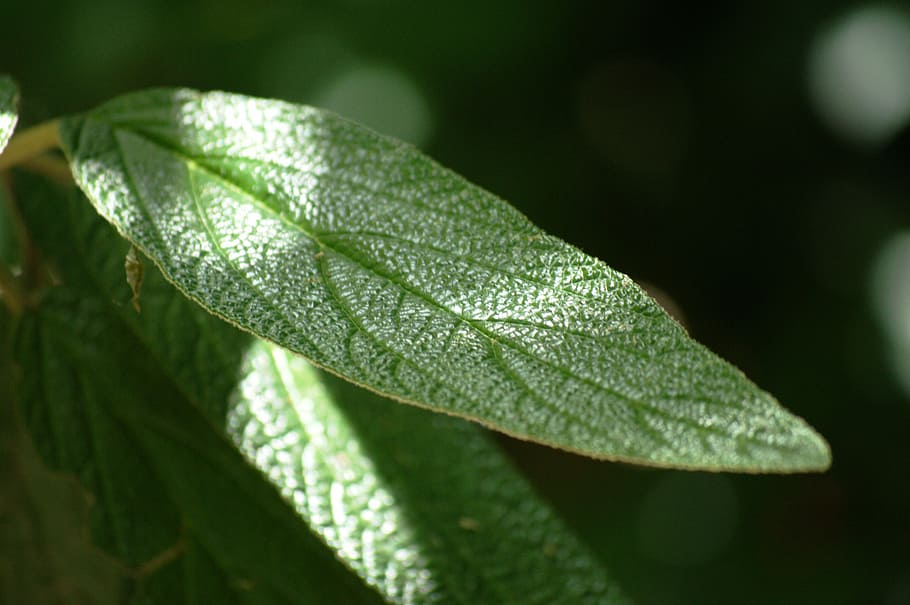 foliage, green, light and shadow, leaf, plant part, green color HD wallpaper