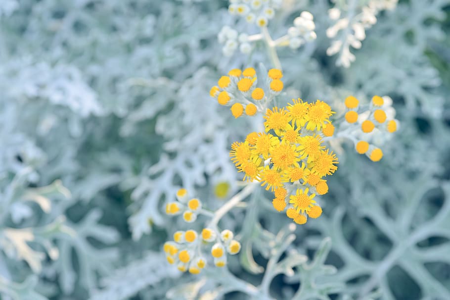 Hd Wallpaper Natural Plant Silver Leaf Sirota On The Link Flowers Yellow Wallpaper Flare