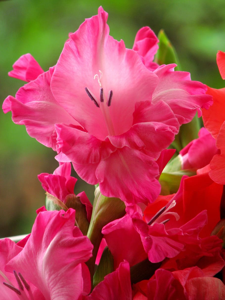 gladiolus, flowers, pink, summer, bloom, floral, flowering plant, HD wallpaper