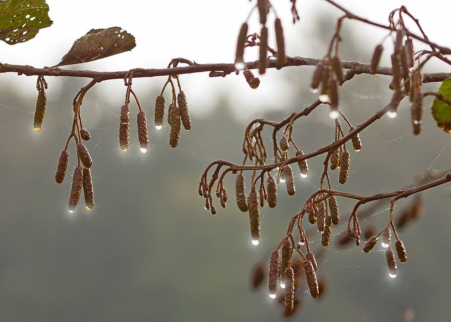 brown leafed plant, drip, autumn, hazelnut, sun, tree, fruit HD wallpaper