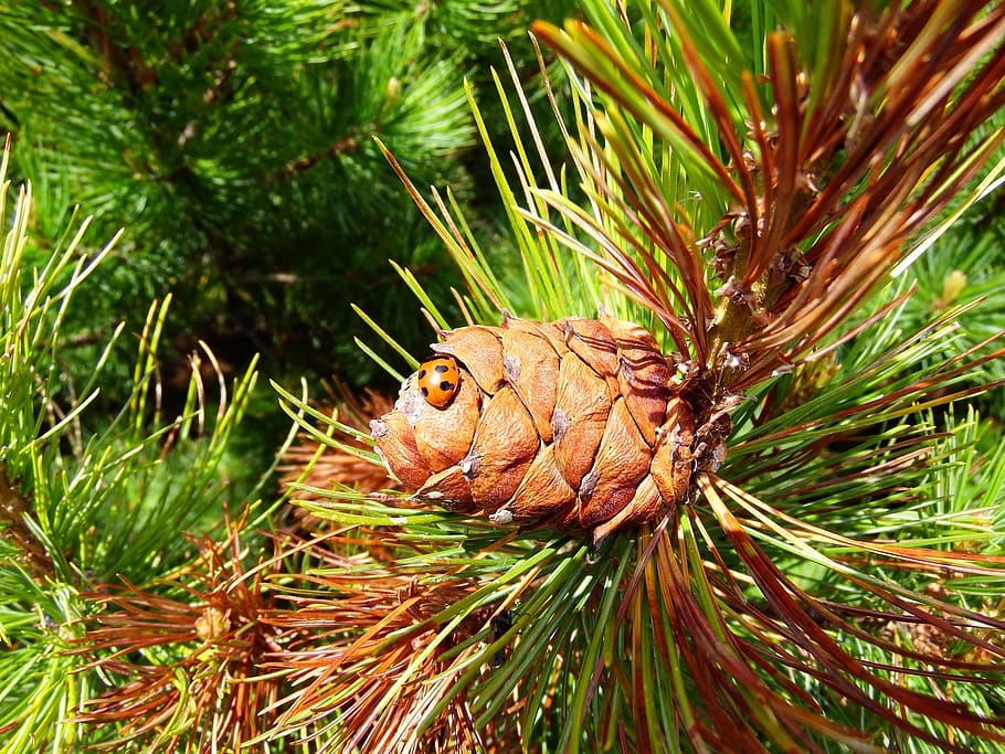 cedar, cones, ladybug, tipster, insects, autumn, nuts, animal HD wallpaper