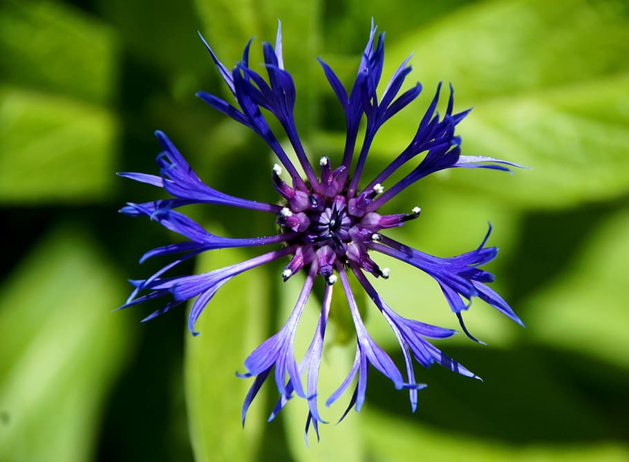 blossom, bloom, blue, spring, violet, garden, flowering plant HD wallpaper