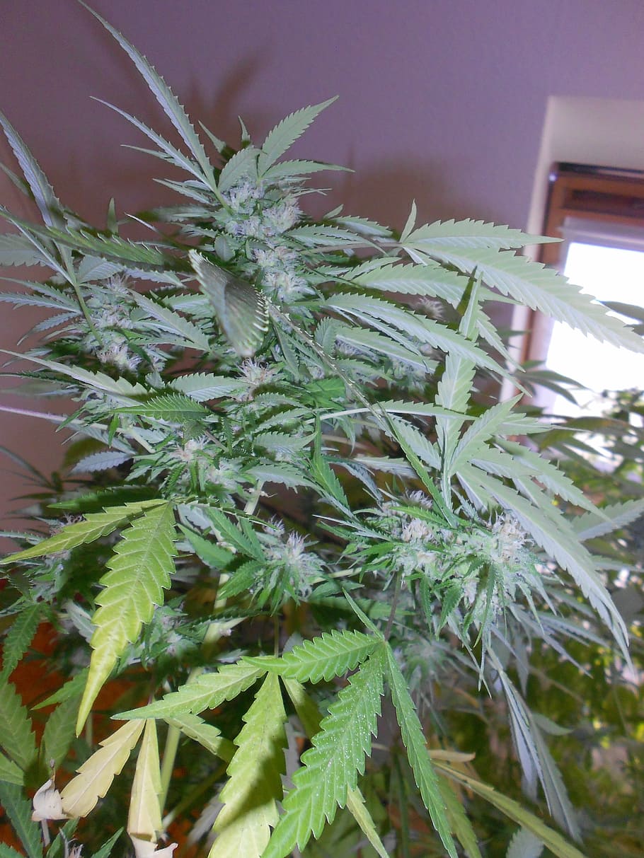 green cannabis plant, marijuana, weed, green color, growth HD wallpaper