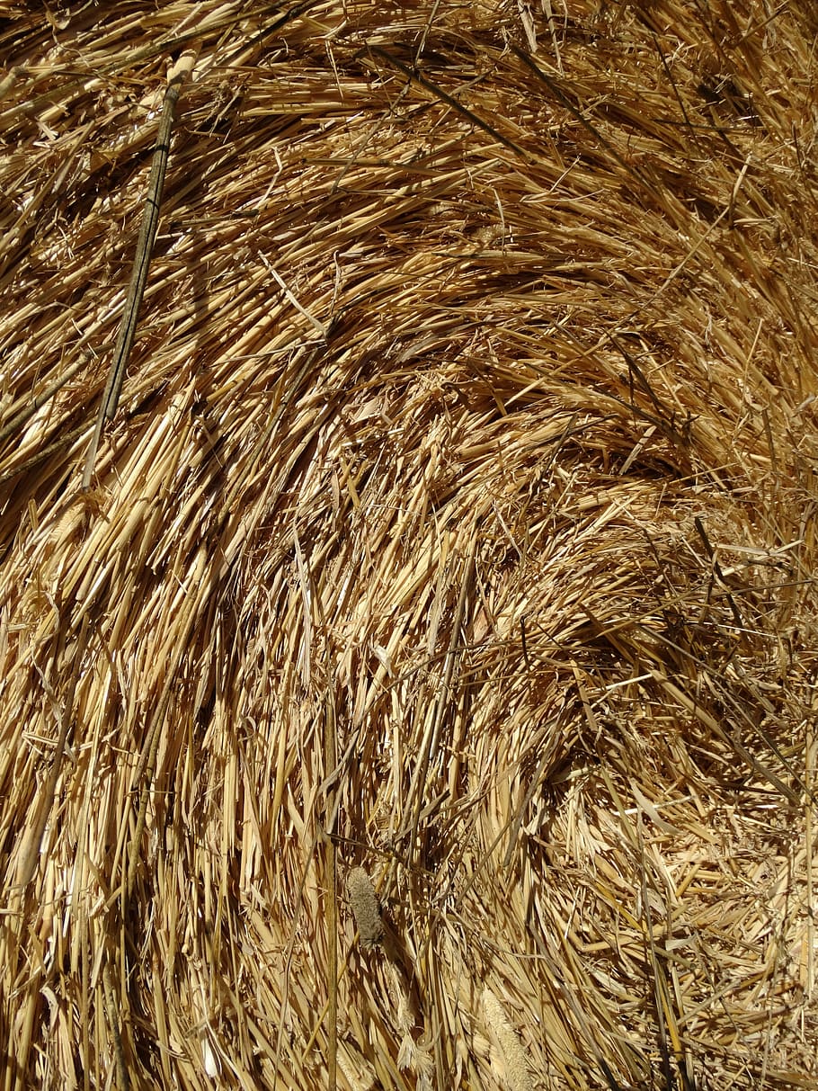 Straw Bales, Wrapped, eddy, rolled, food, cattle feed, harvest time HD wallpaper