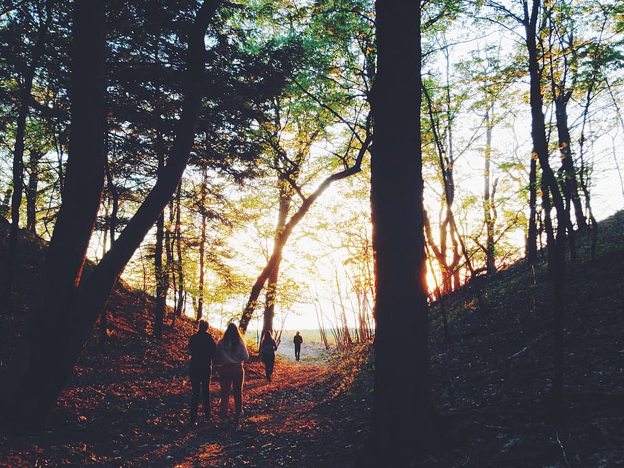 people walking on forest taken during sunset, trees, woods, trail, HD wallpaper