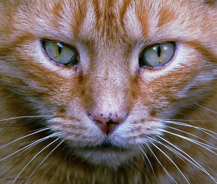 macro photography of orange tabby cat, pet, cat face, head HD wallpaper