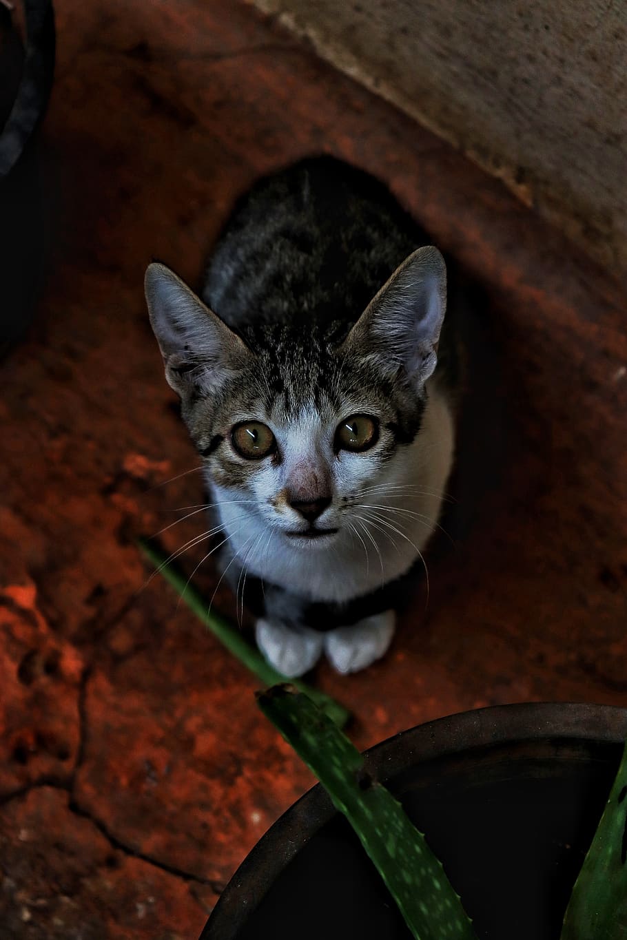 cats, cute, bold, furry, pets, domestic, domestic cat, feline HD wallpaper