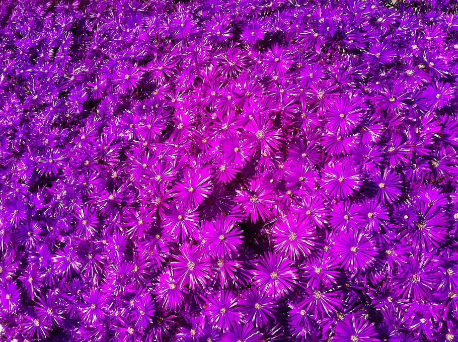 purple, ice plant, spring, full frame, backgrounds, no people HD wallpaper