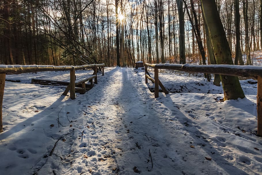 Winter, Forest, Snow, Evening Sun, winter forest, wintry, winter dream HD wallpaper