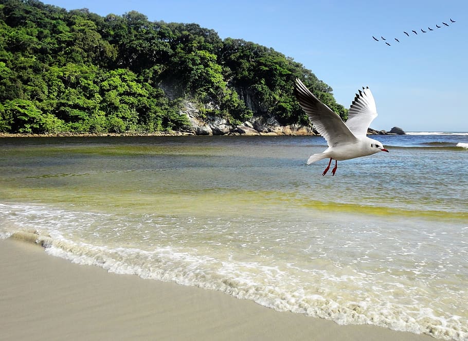 mar, ocean, beach, water, litoral, island, mountains, bird HD wallpaper