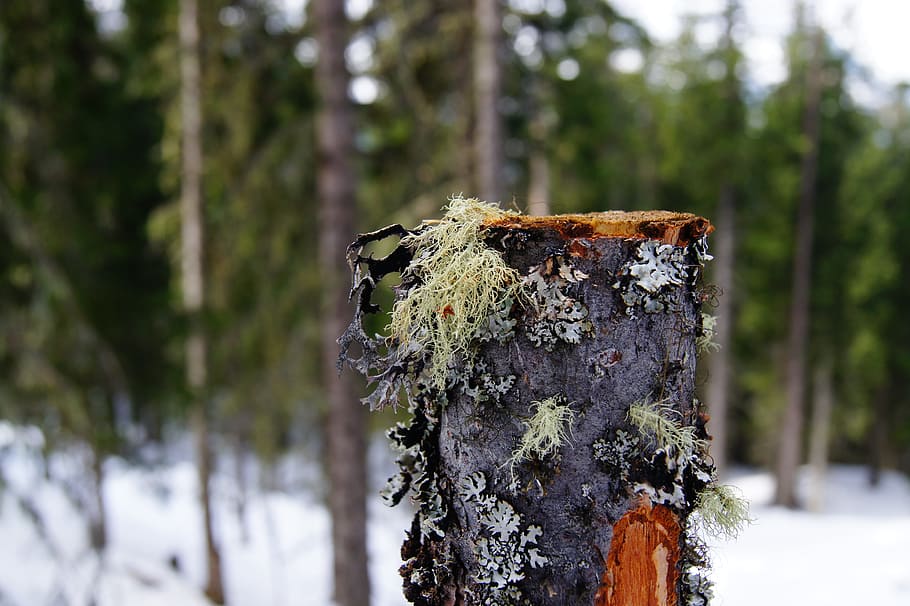 Nature, Tree, Lichen, Snow, Winter, day, cold temperature, plant HD wallpaper