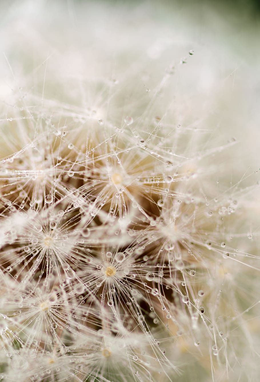 Dandelion, Flower, Nature, Macro, Plant, seed, flora, spring HD wallpaper