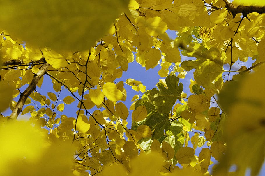 yellow leafed tree during daytime, yellow leafed tree, leaves HD wallpaper