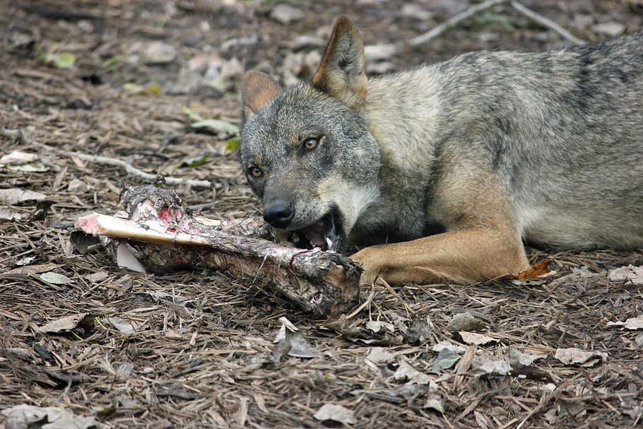 macro shot photography of gray animal biting bone, iberian wolf