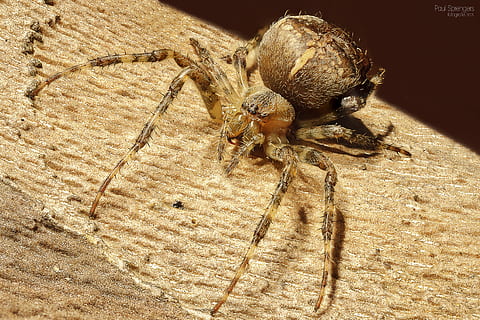 brown furrow, spin, arthropods, spiders, close up, macro, arachnid HD wallpaper