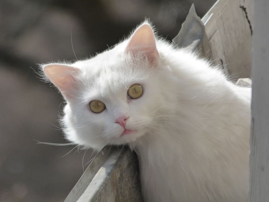 white cat leaning on fence, animals, fluffy cat, pets, domestic HD wallpaper