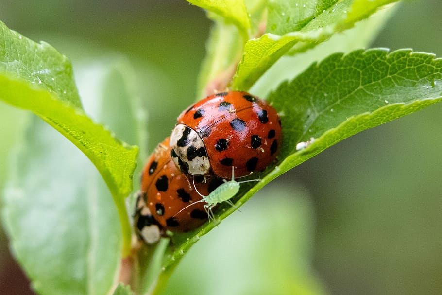 nature, insect, leaf, close, plant, ladybug, beetle, aphid, HD wallpaper