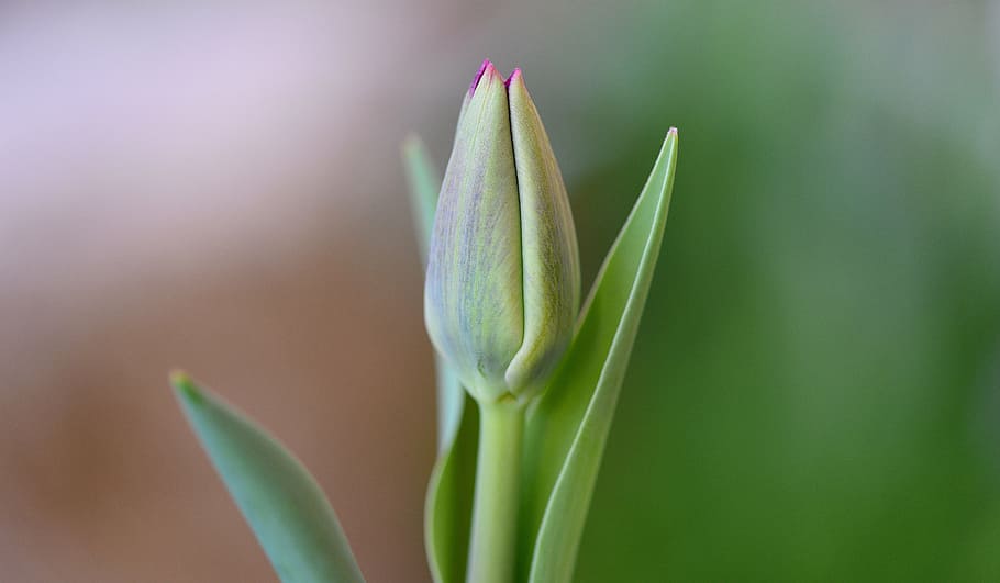 tulip, flower, closed, schnittblume, spring flower, nature HD wallpaper