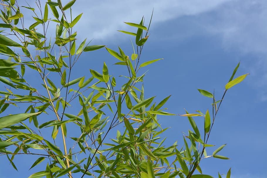 bamboo, au gratin, plant shooting, nature, green foliage, garden, HD wallpaper