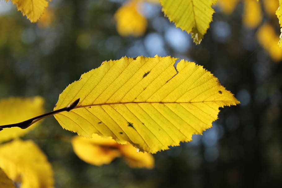 autumn, leaf, dried leaves, tree, tree branches, plant part HD wallpaper