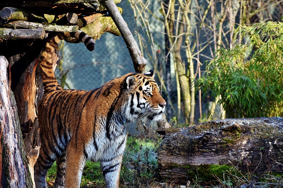 tiger standing near tree, cat, predator, wildcat, big cat, dangerous HD wallpaper