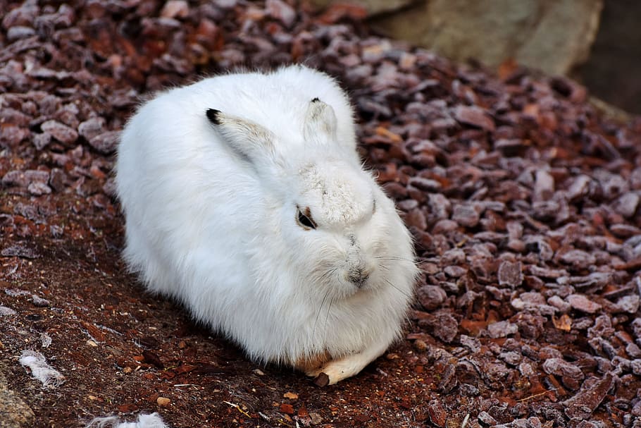 white rabbit, schneehase, hare, doe, winter, cold, wintry, fur HD wallpaper