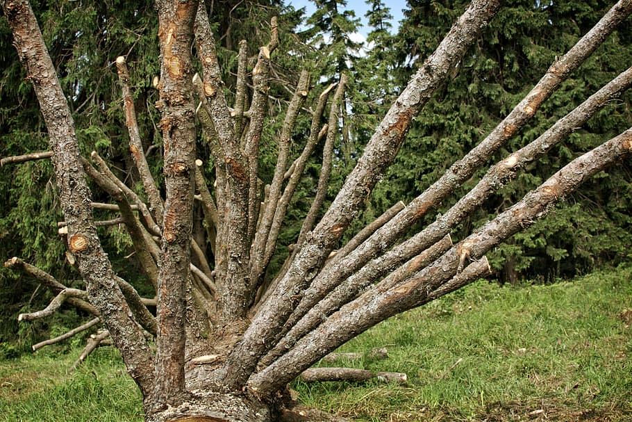branches, aesthetic, old tree, butt, tree stump, broken, tree trunk HD wallpaper