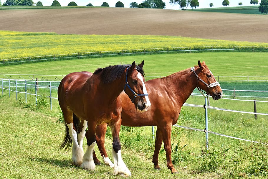 two brown horses on grass field, for two, coupling, stallion HD wallpaper