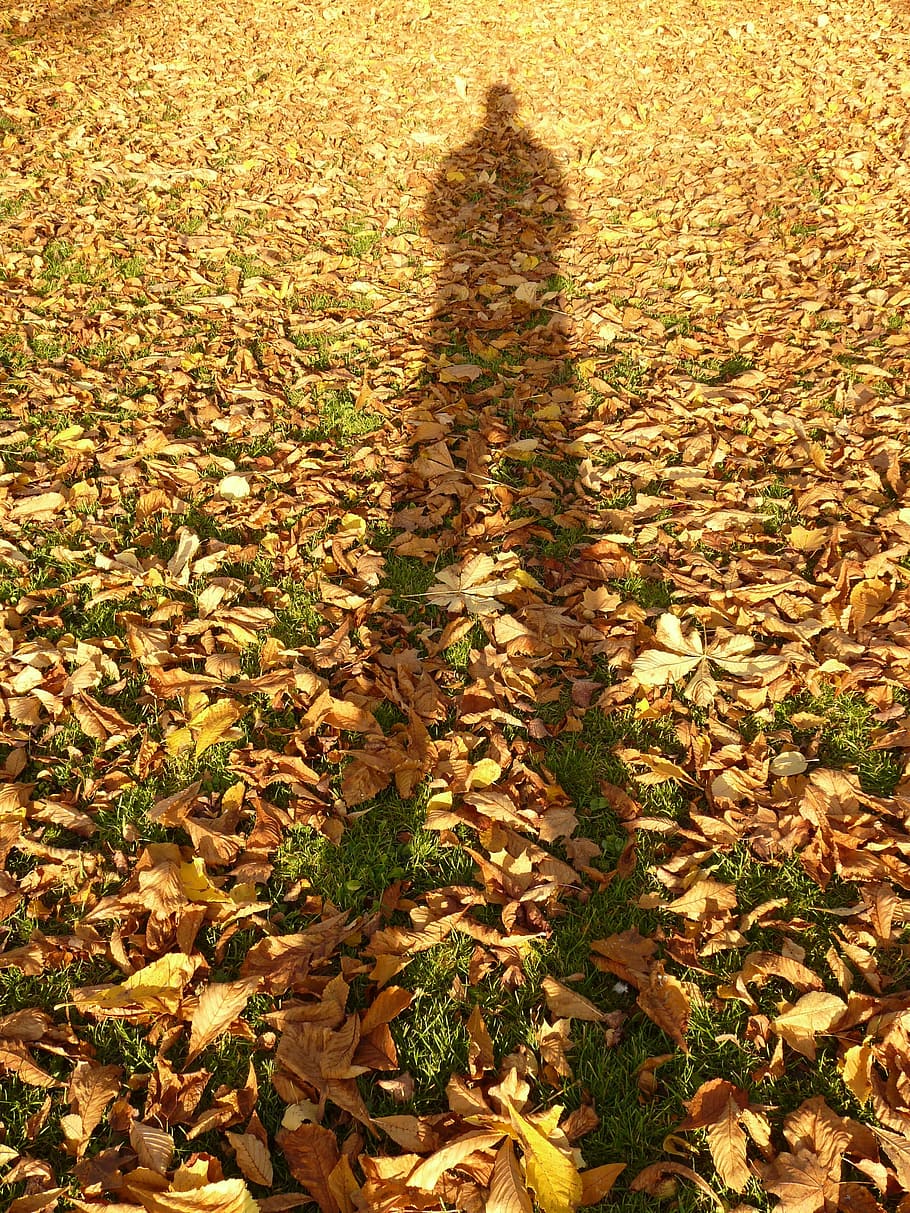 Leaves, Shadow, Hispanic, Person, autumn, photography, image HD wallpaper