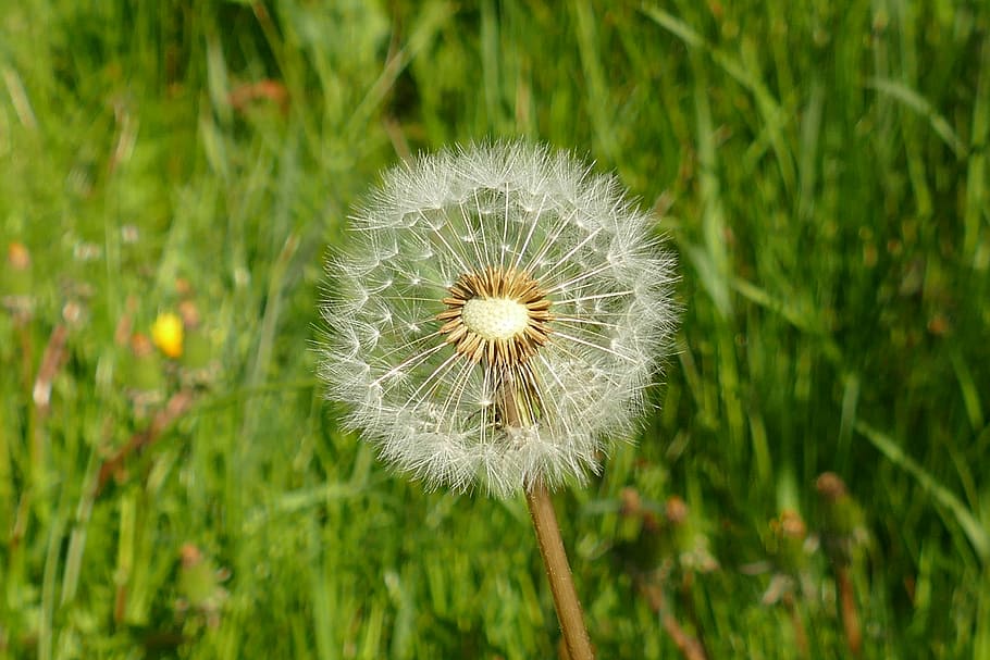 dandelion, flora, lint, seed, propagation, spread, plant, flower HD wallpaper